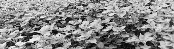 지상부 높이: 15~20cm