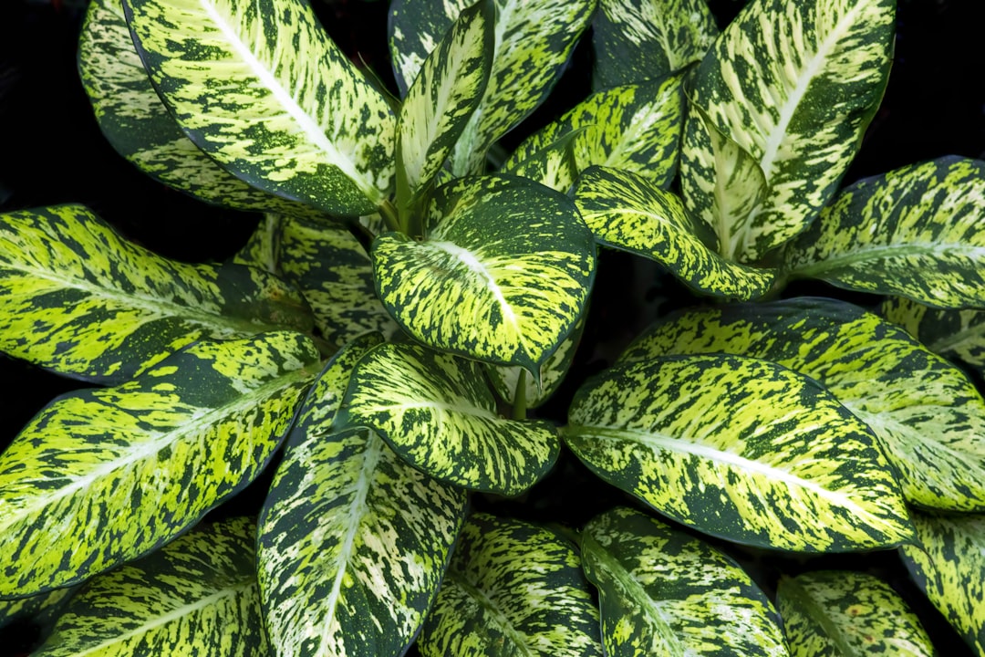 Aglaonema