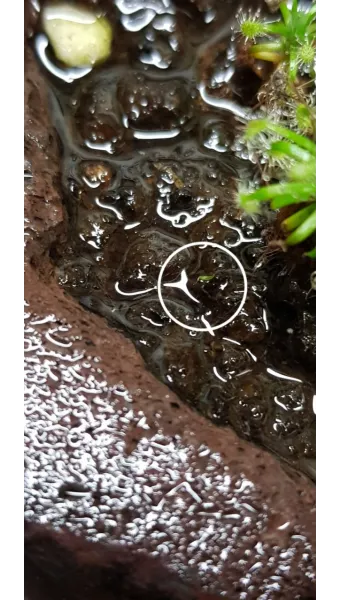 화분 뿌리파리 생기는 원인과 퇴치법 완벽 정리_20