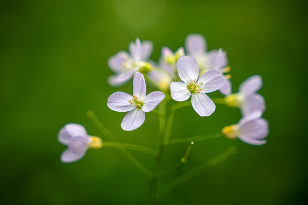 Essence