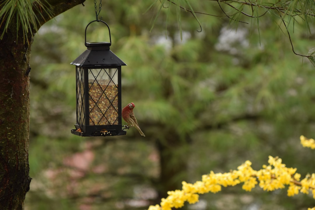 Automatic feeder.