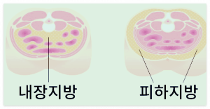 내장지방과-피하지방