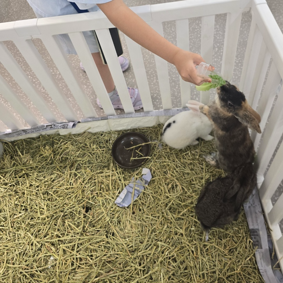 토끼 먹이주는 모습