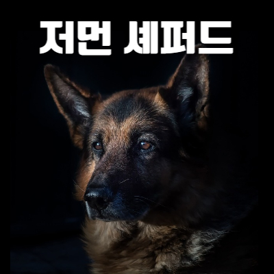 저먼 셰퍼드 사진