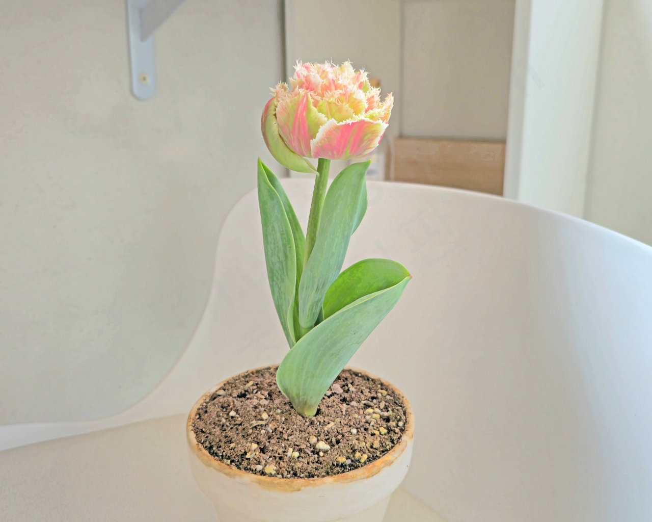 베란다에서 키운 프린지 튤립