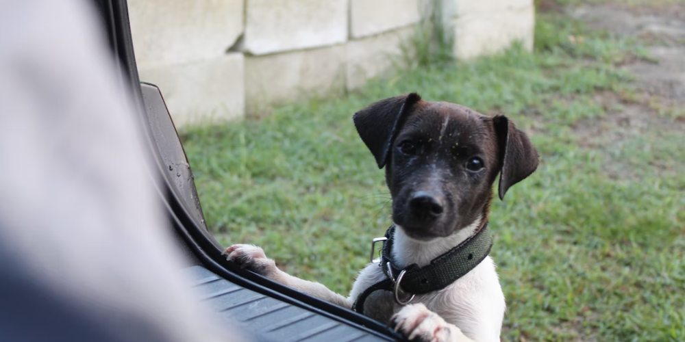 강아지 침흘리는 이유 5