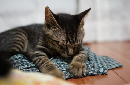 잠옷 위에서 자고 있는 고양이.