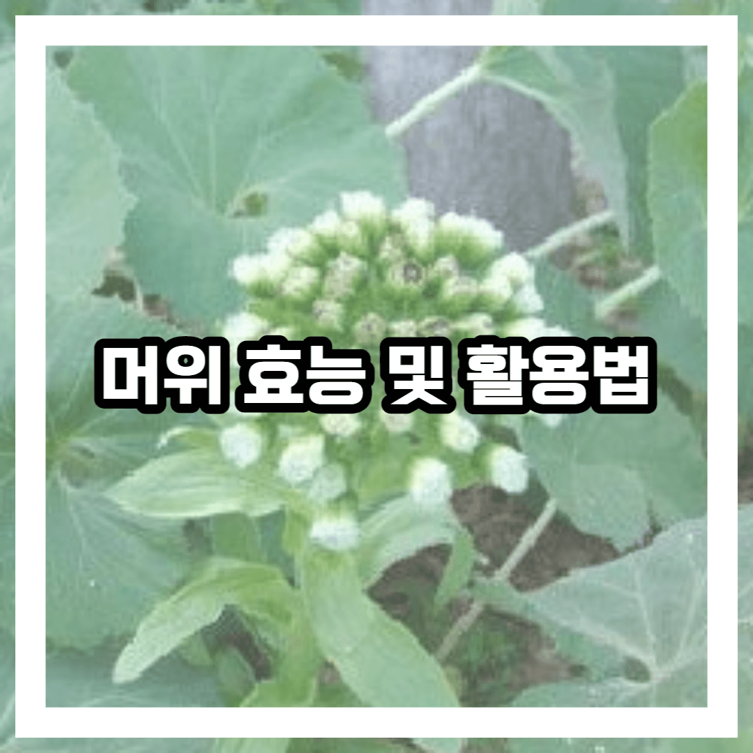 머위 꽃 사진