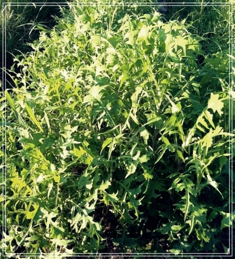 왕고들빼기를 활용한 건강법: 그것의 효능을 알고 싶다면 이 글을 읽어보세요