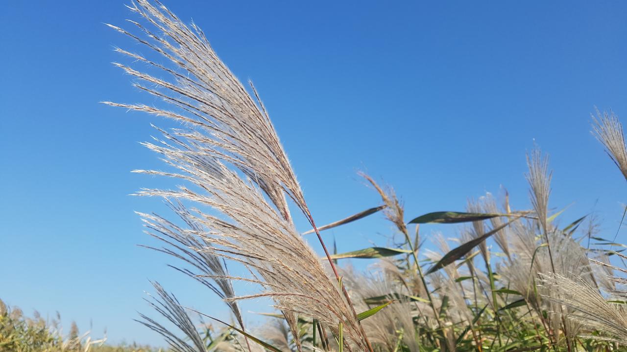가을갈대명소