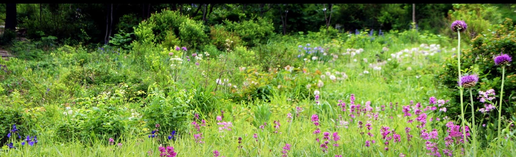 [반려견 동반, 가족 여행지]평강랜드❘아이들과 함께하는 반려견 놀이터, 캠핑장