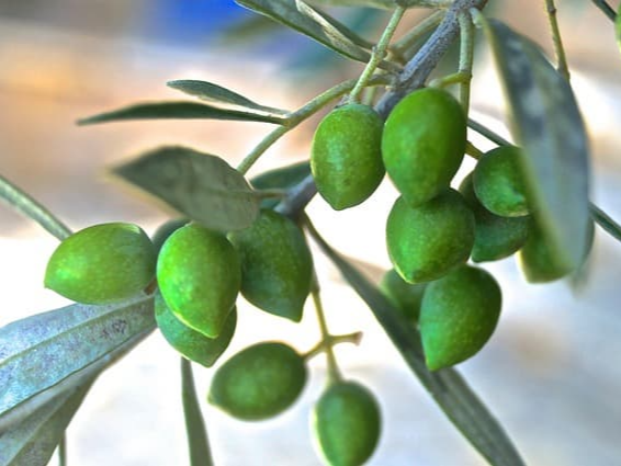 올리브유 하이드록시티로솔