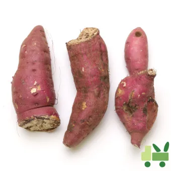 고구마 심는시기 키우는 법_5