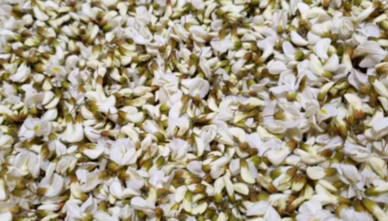 향긋한 아카시아꽃차 만드는 법