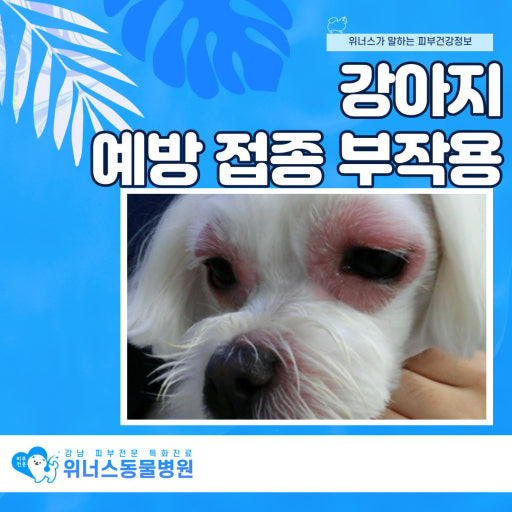 강아지 예방 접종 부작용 사진