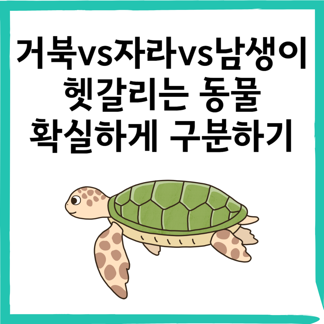 자라, 거북이, 남생이의 차이점은? 산책길에서 발견한 동물들의 비밀