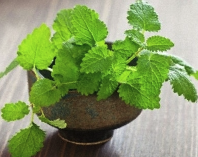 여름 모기 퇴치 방법 11