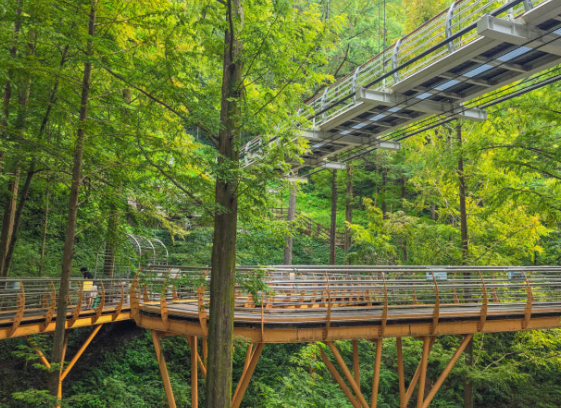 대전 장태산 자연휴양림 스카이웨이