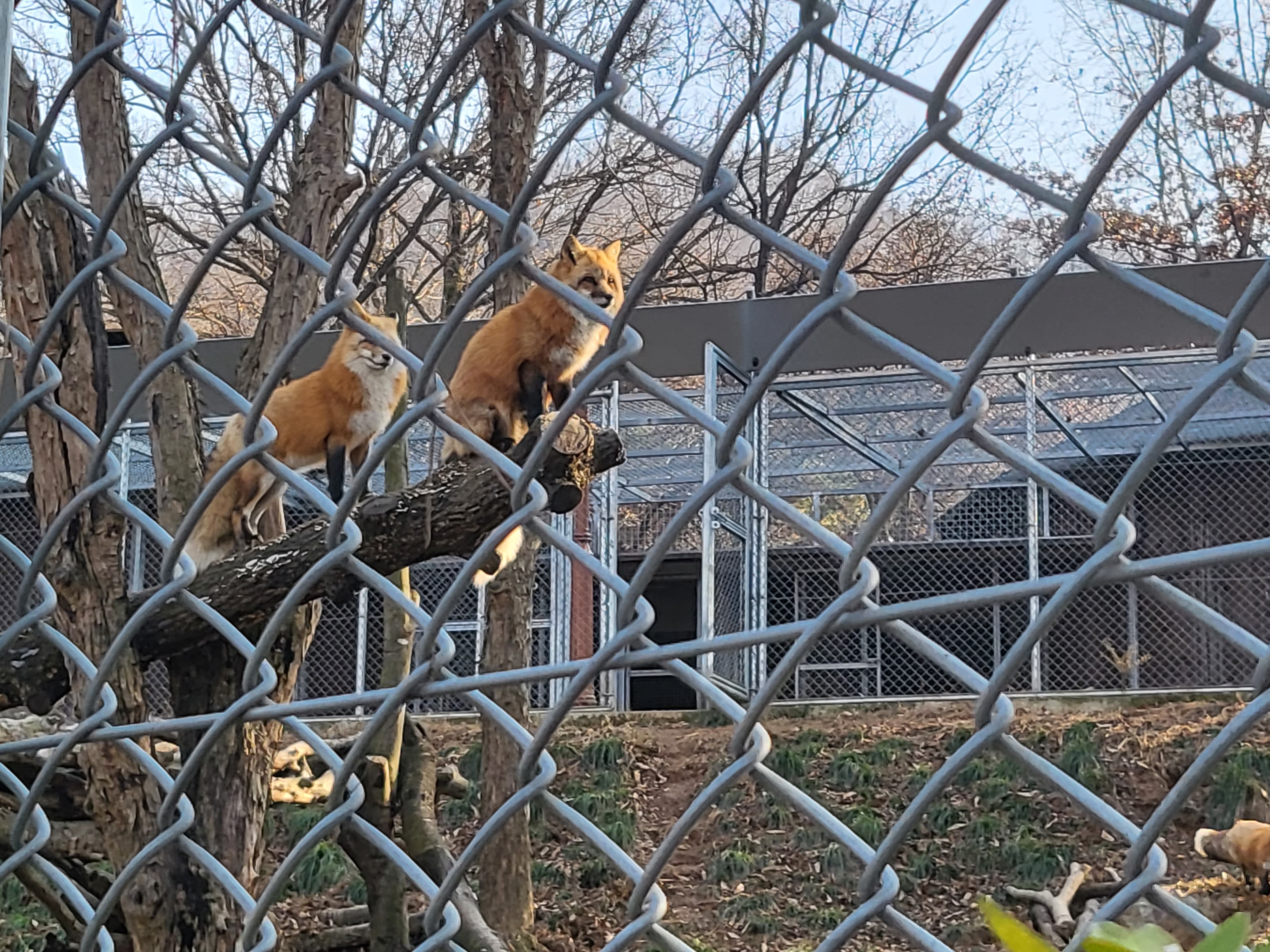 청주 동물원 - 여우