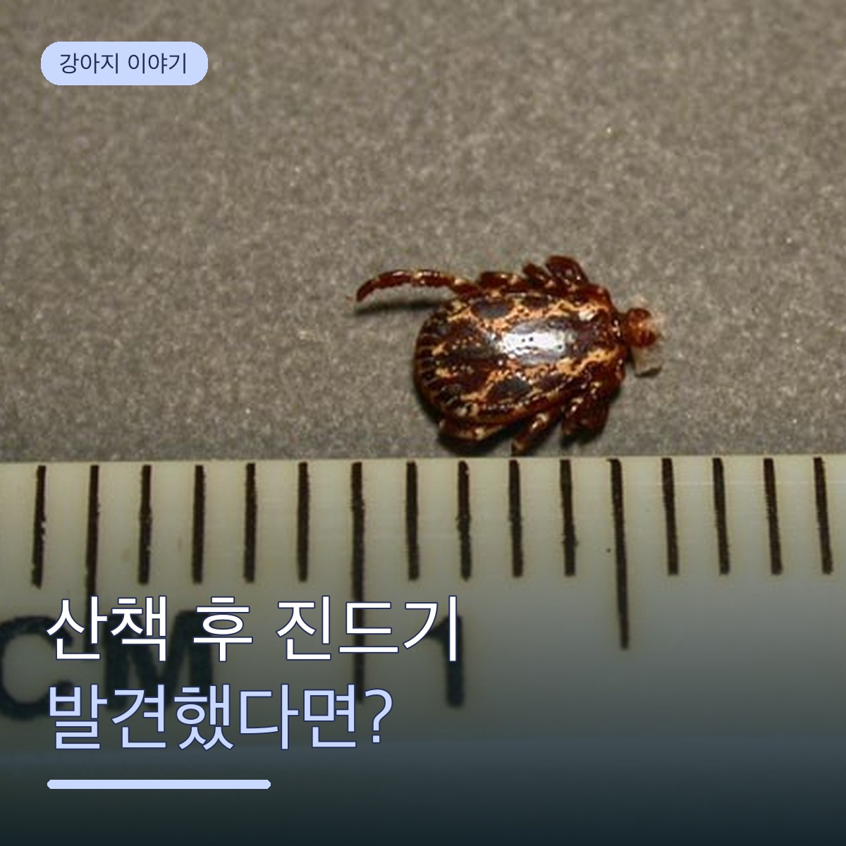 강아지 진드기, 산책 후 발견하면 어떻게 할까요? 종류·위험성·제거·예방 정리