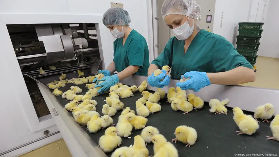 배아 단계에서 병아리 성별 판별의 시대