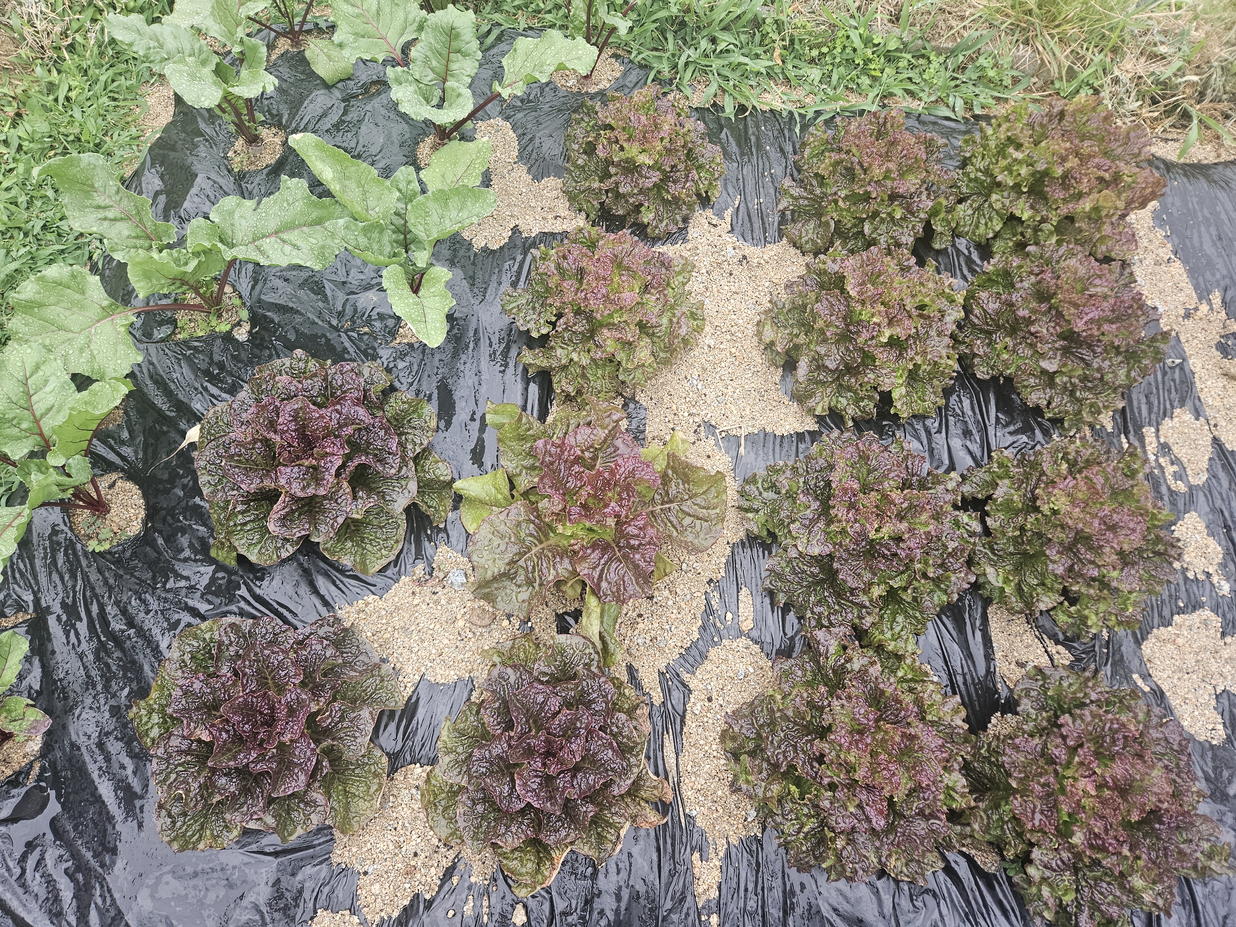 텃밭이 나를 가꾼다 – 마당에서 시작한 삶의 변화 관련 사진