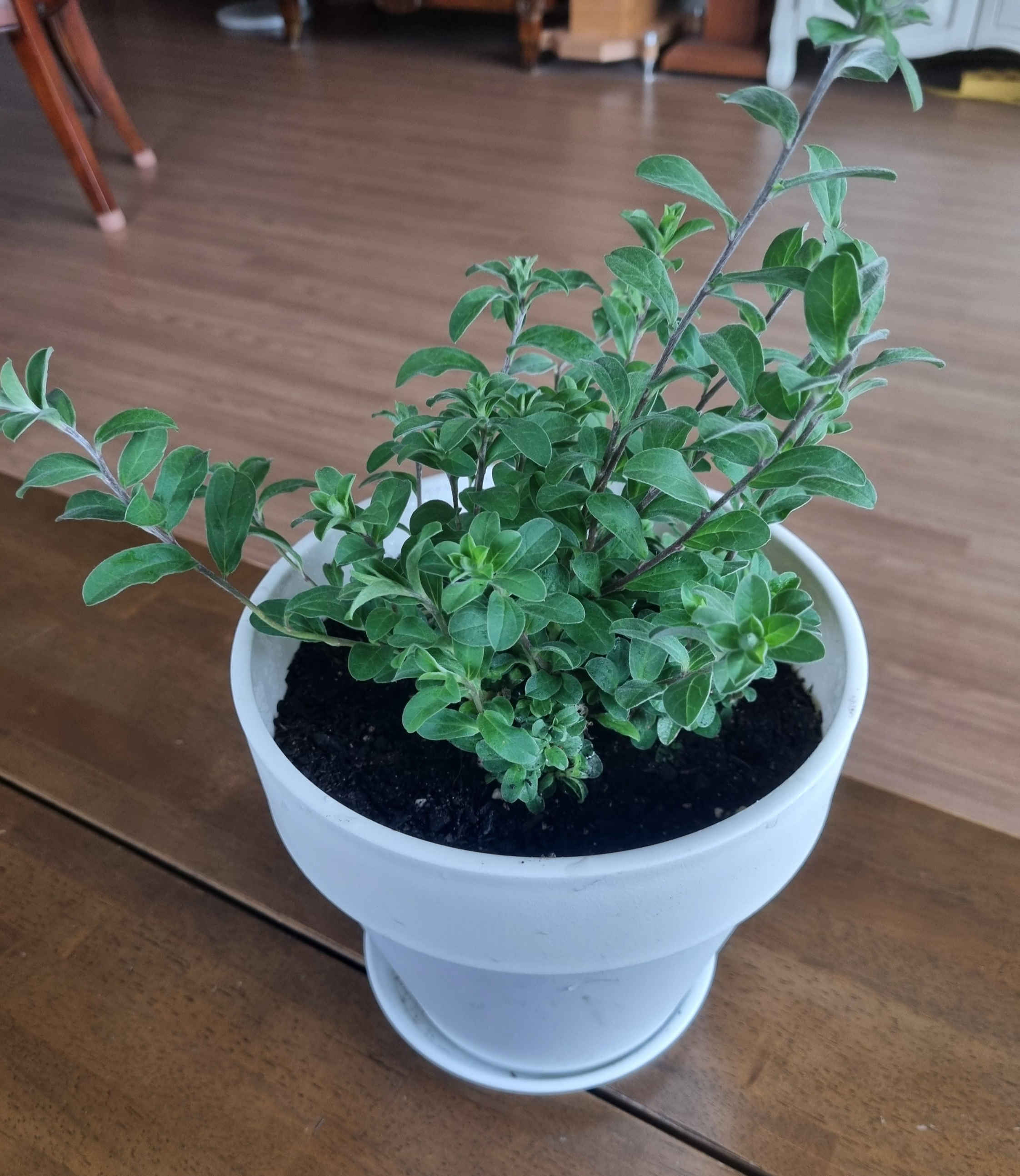 플라스틱 화분에 심겨진 아메리칸 블루 사진