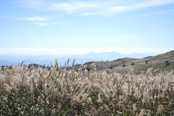 황매산 억새축제