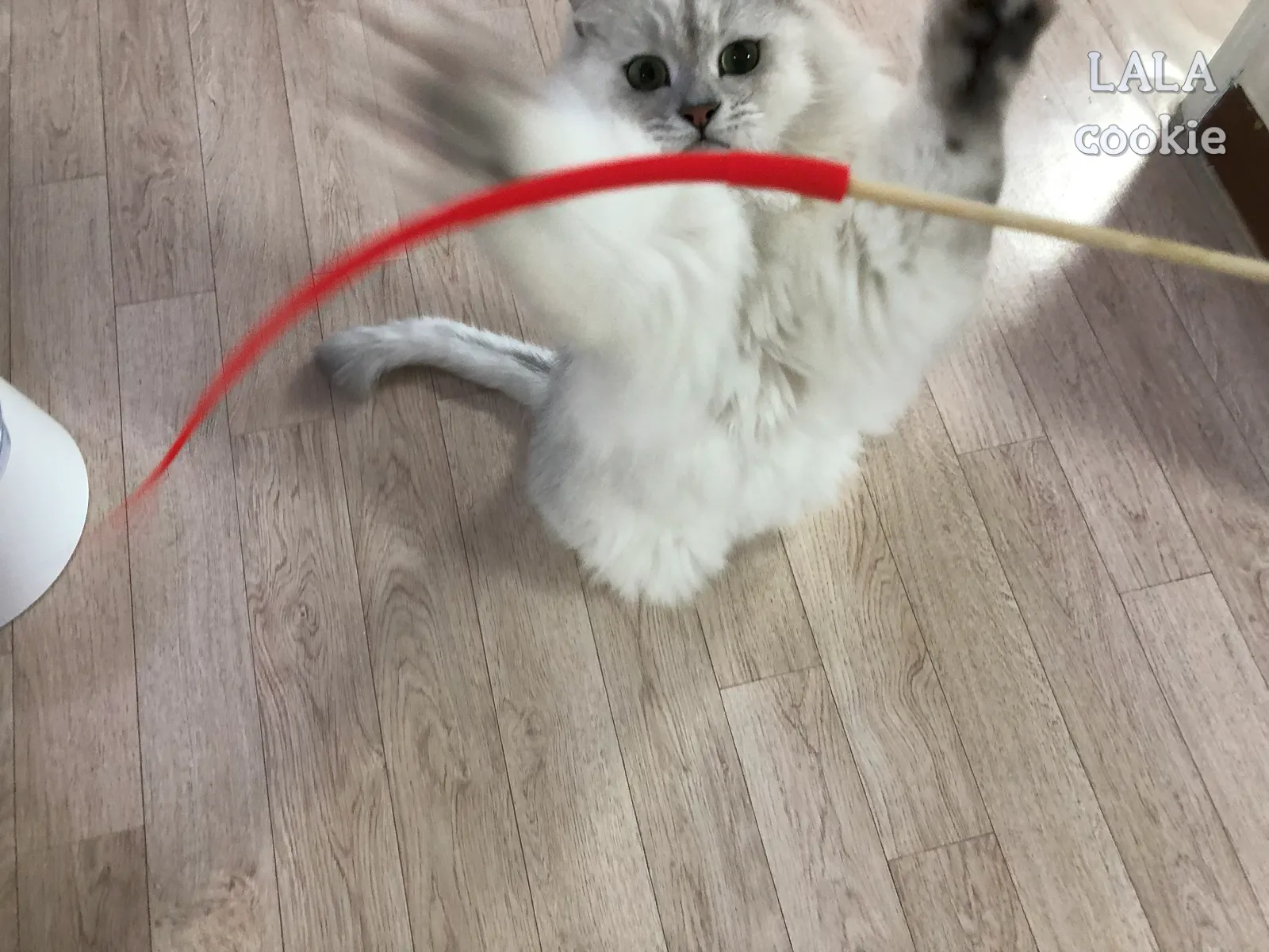 고양이-장난감-쥐꼬리-잡으려는-고양이