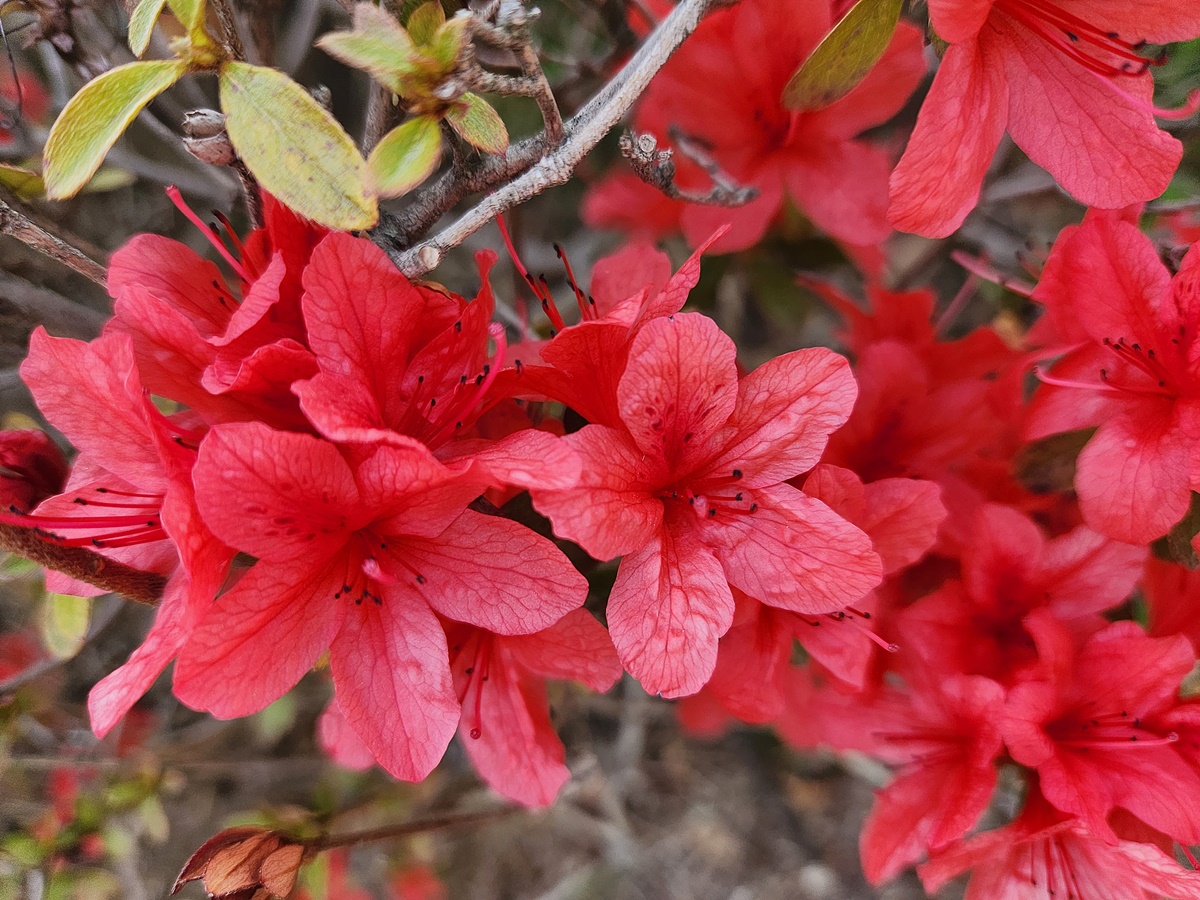 영산홍
