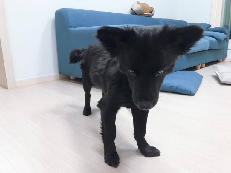 강아지 치석제거 껌 애견간식 뭐멍냥덴탈츄 추천