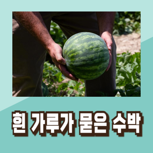 맛있는 수박 고르기 꿀팁