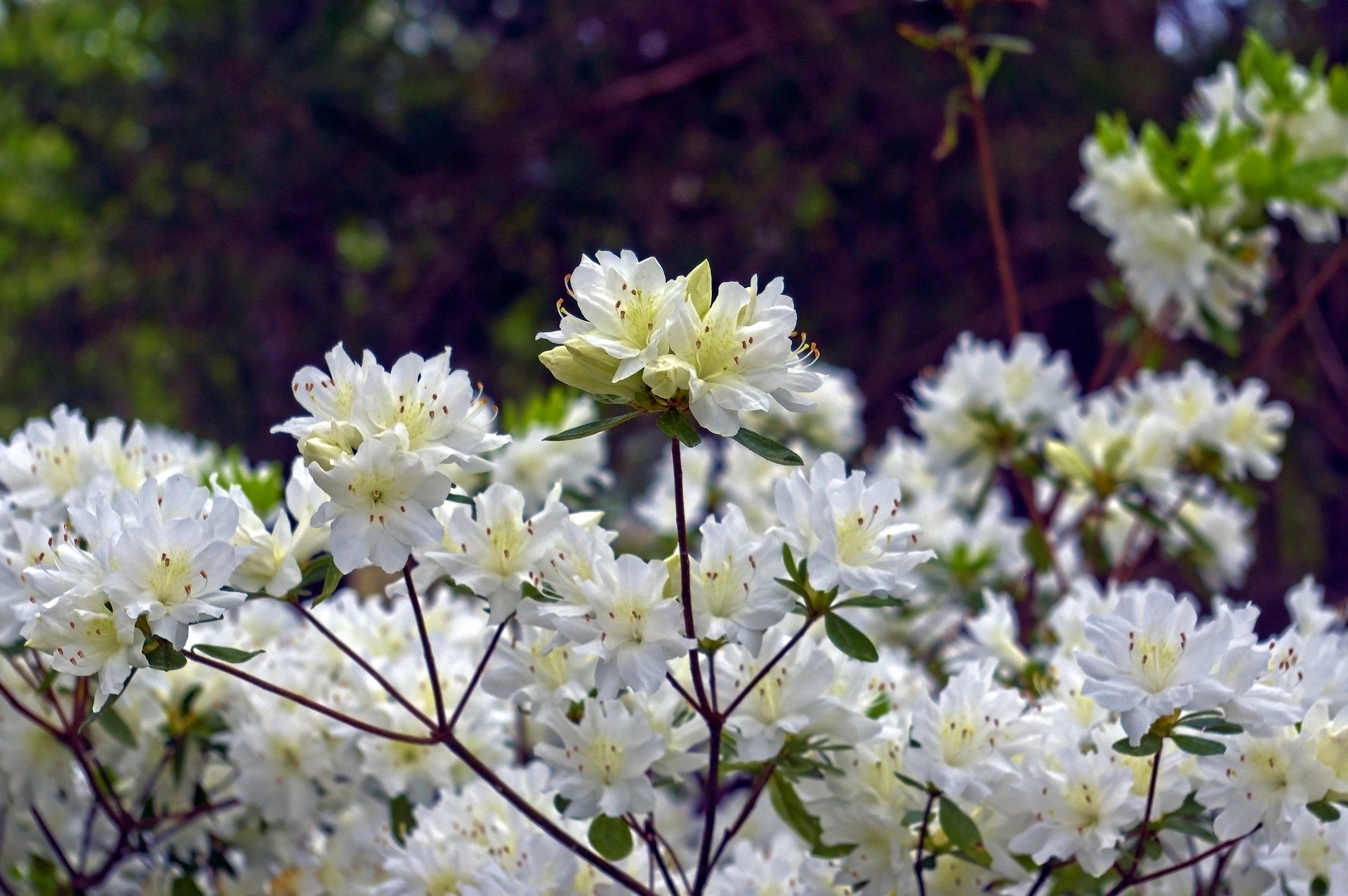 산청황매산철쭉제