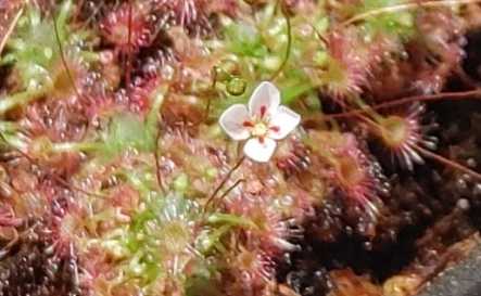 날파리 모기퇴치 식물