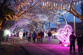 여의도 벚꽃 축제 관련 사진