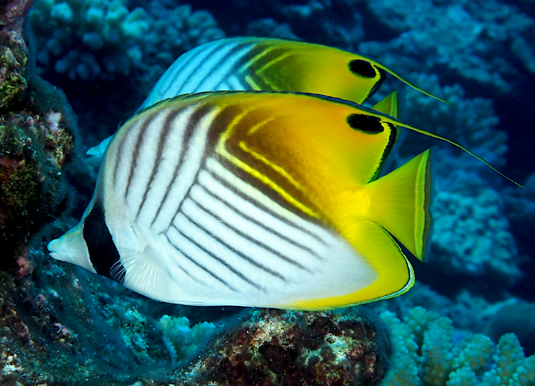 나비고기(Butterflyfish)