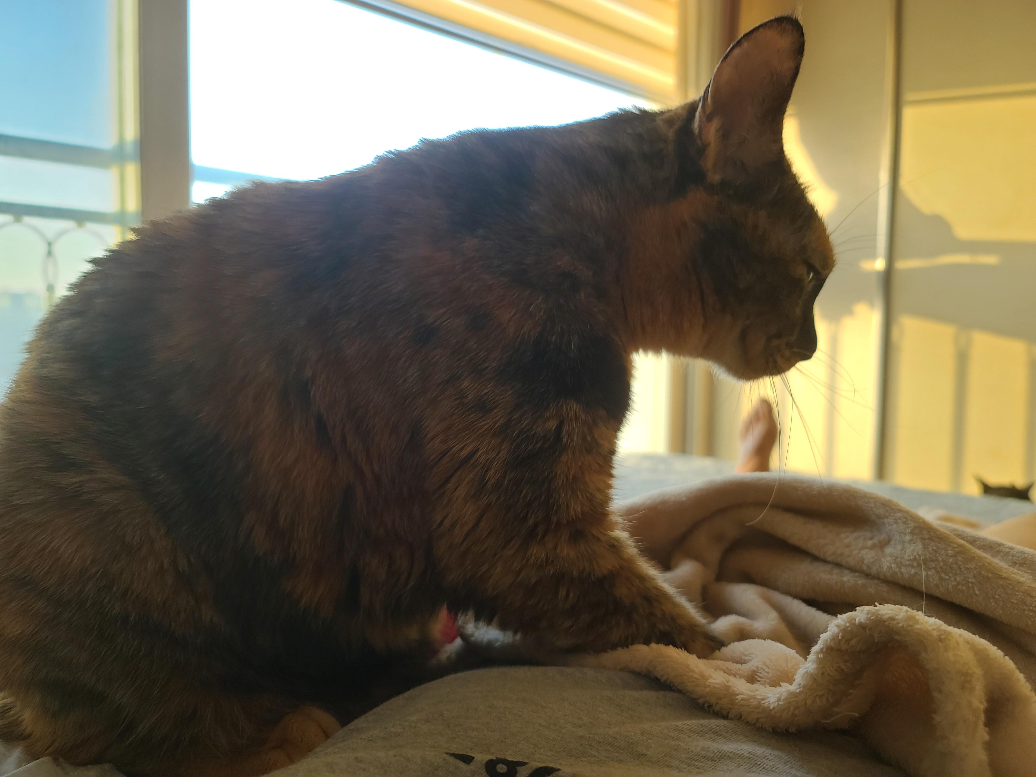 고양이가 배 위에 있을때 좋은 이유 대충 6가지 ㅋ(feat.사랑이가 아침마다 엄마 배 위에서 엄마를 깨우는 이유)