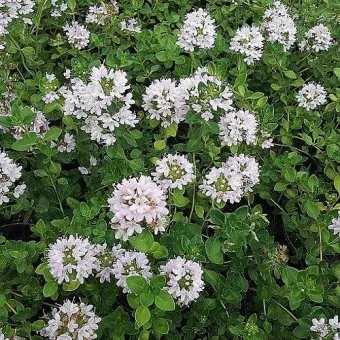 백리향 키우는 법 집에서 재배법 꿀팁_24