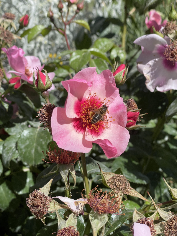 파리 식물원 : Jardin des Plantes