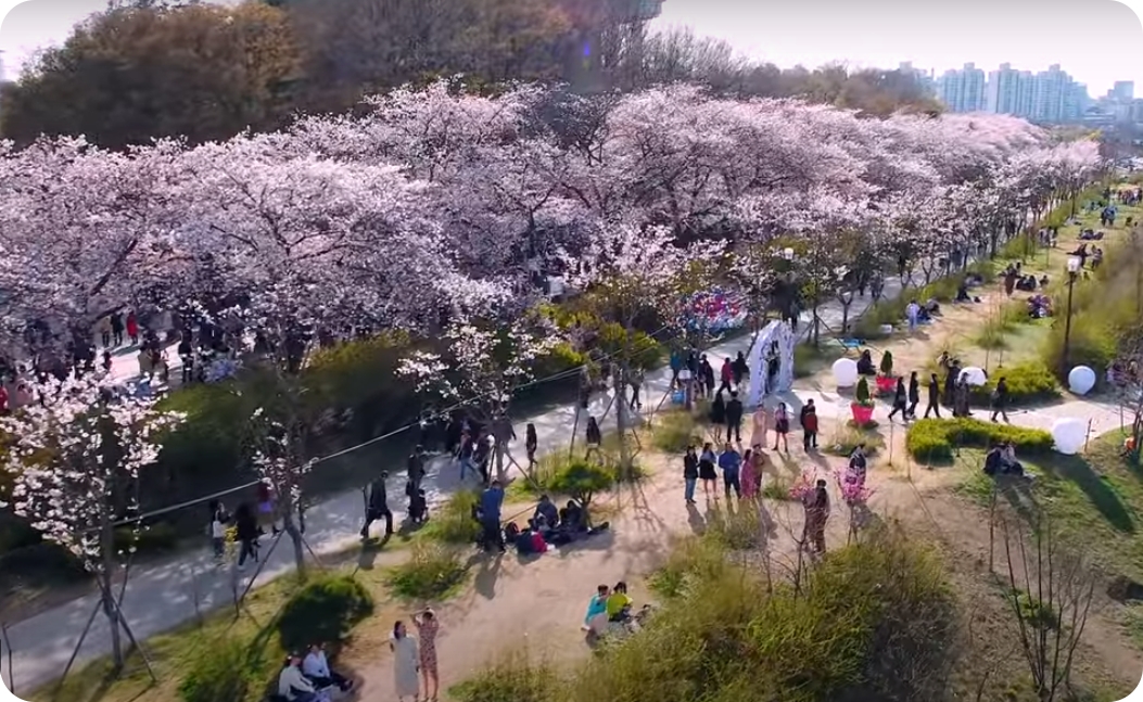 2025 영등포 여의도 봄꽃축제