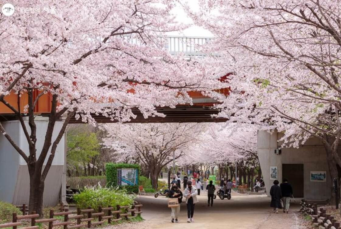서울숲 벚꽃
