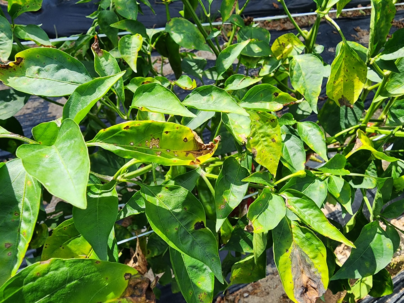 고추병충해 종류 사진 방재, 역병 탄저병 바이러스병 풋마름병