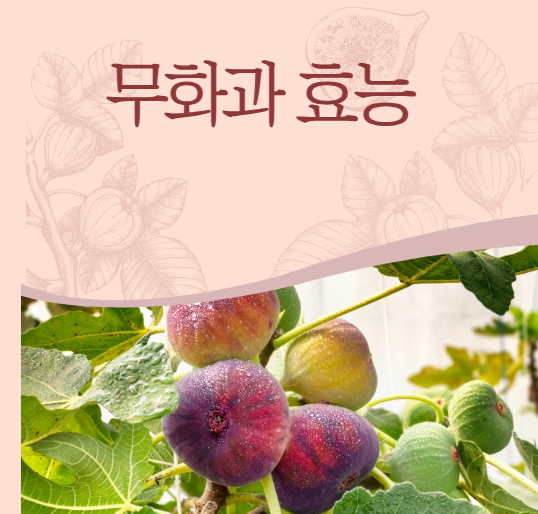 무화과 효능