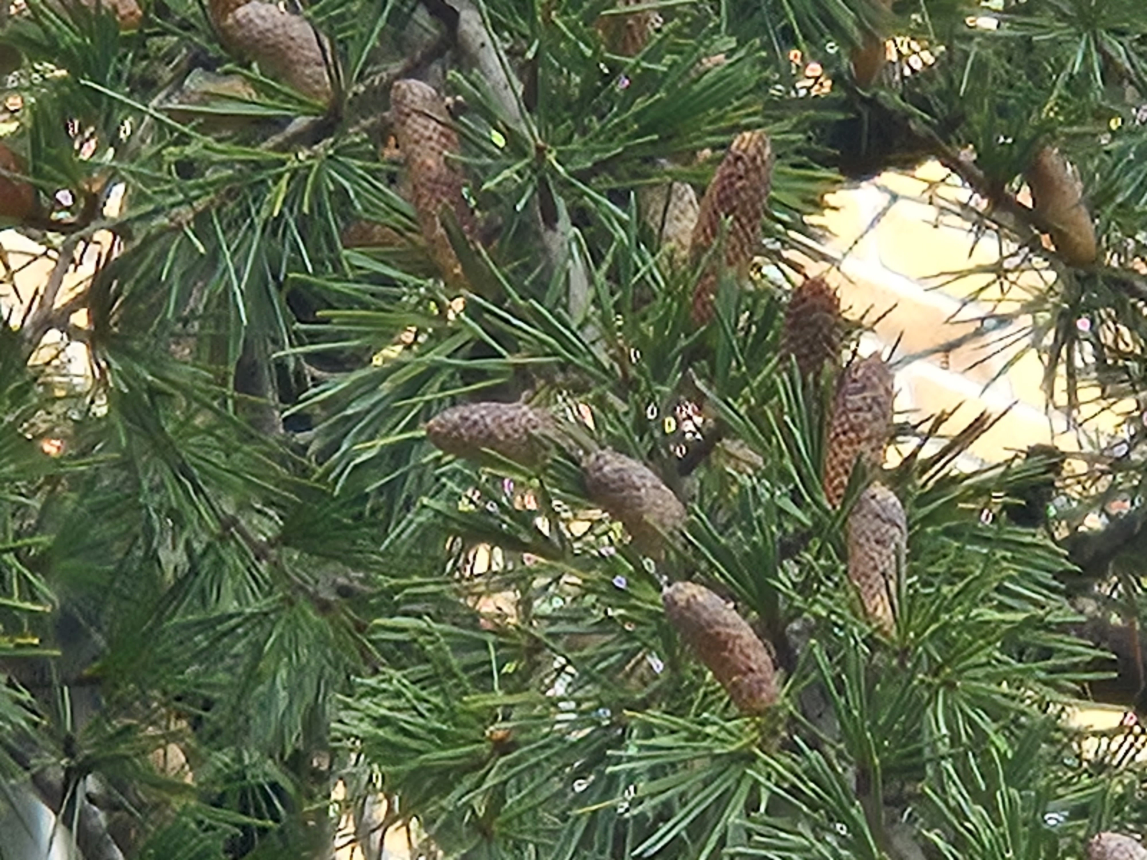 개잎갈나무 구화수2