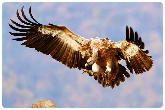 독수리꿈-해몽-풀이-vulture