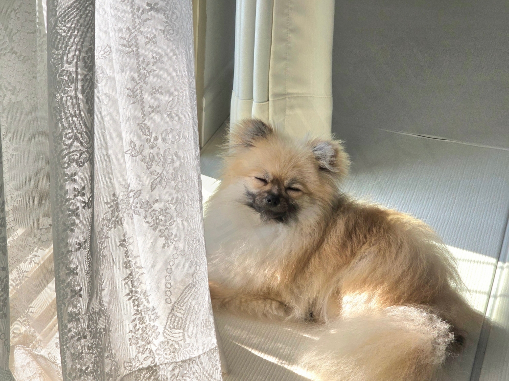 창문 밖을 보다가 눈부셔하는 강아지