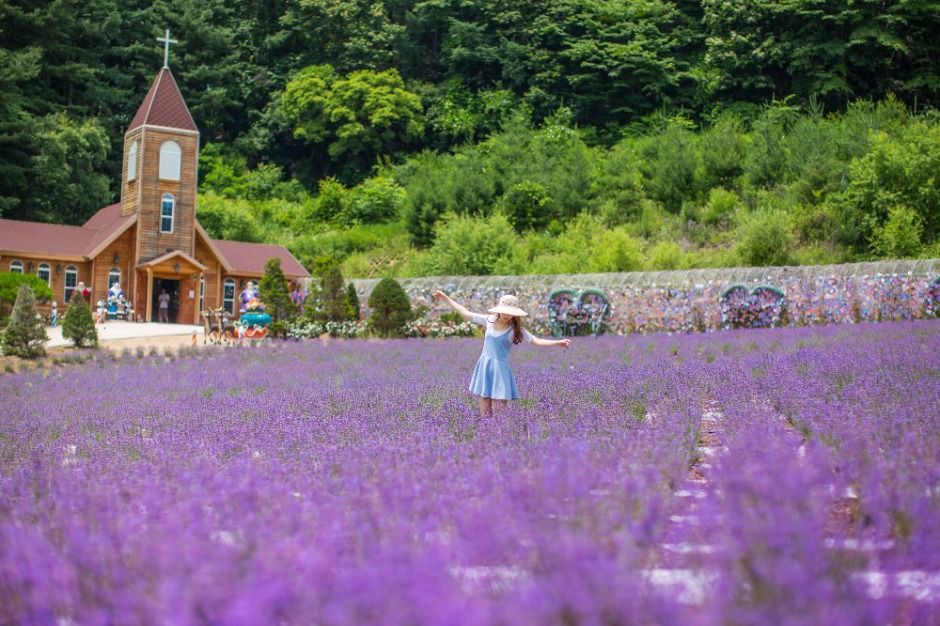 허브아일랜드 라데봄축제, 데이지 축제