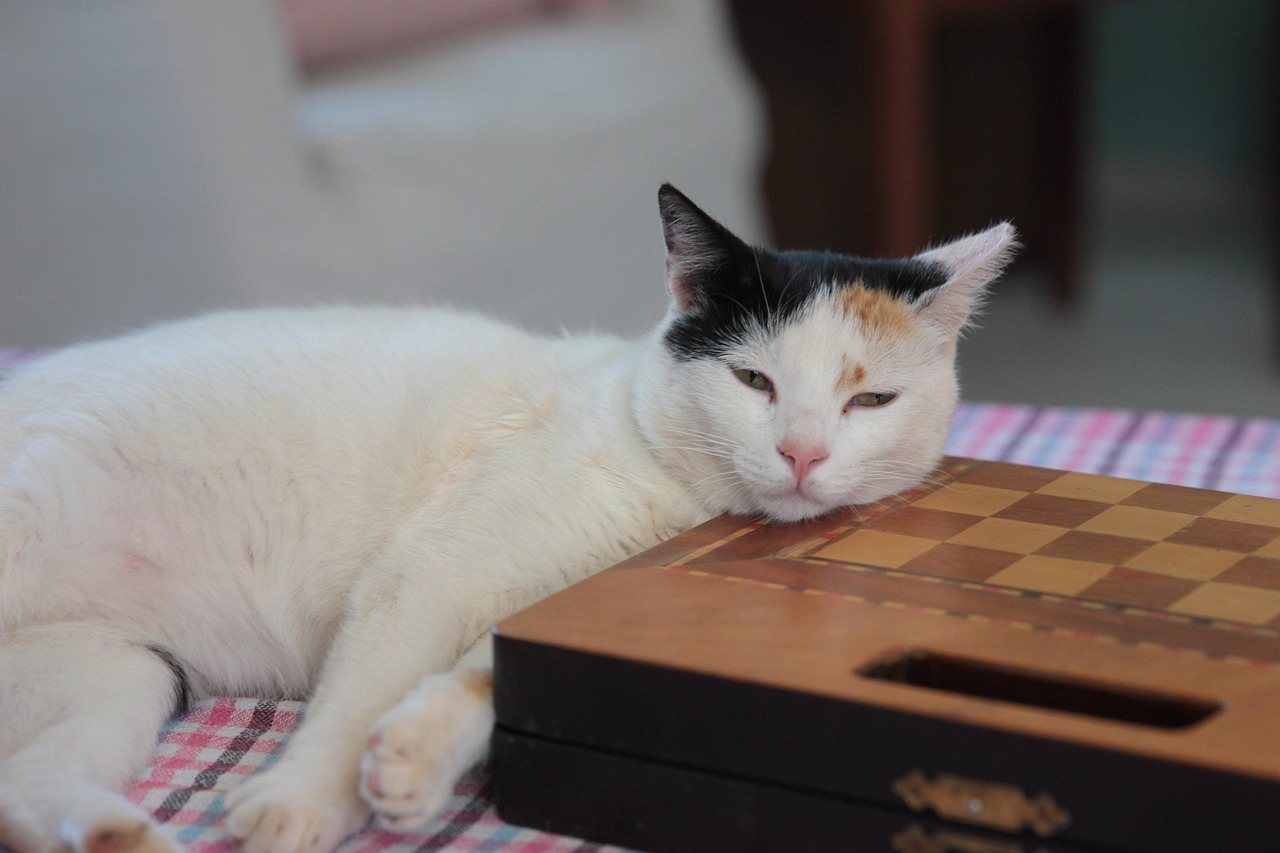 반려동물 키우는 자취생을 위한 방 구하기 팁 (애완견, 고양이) 참고 사진