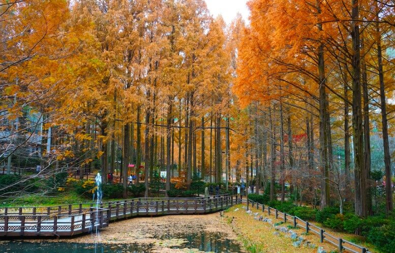 장태산 자연휴양림 숙박시설 예약방법, 가을단풍 스팟, 대전가볼만한 곳