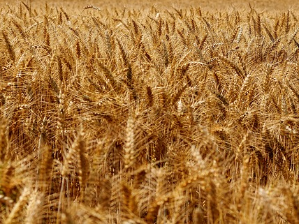 카무트 효소 효능